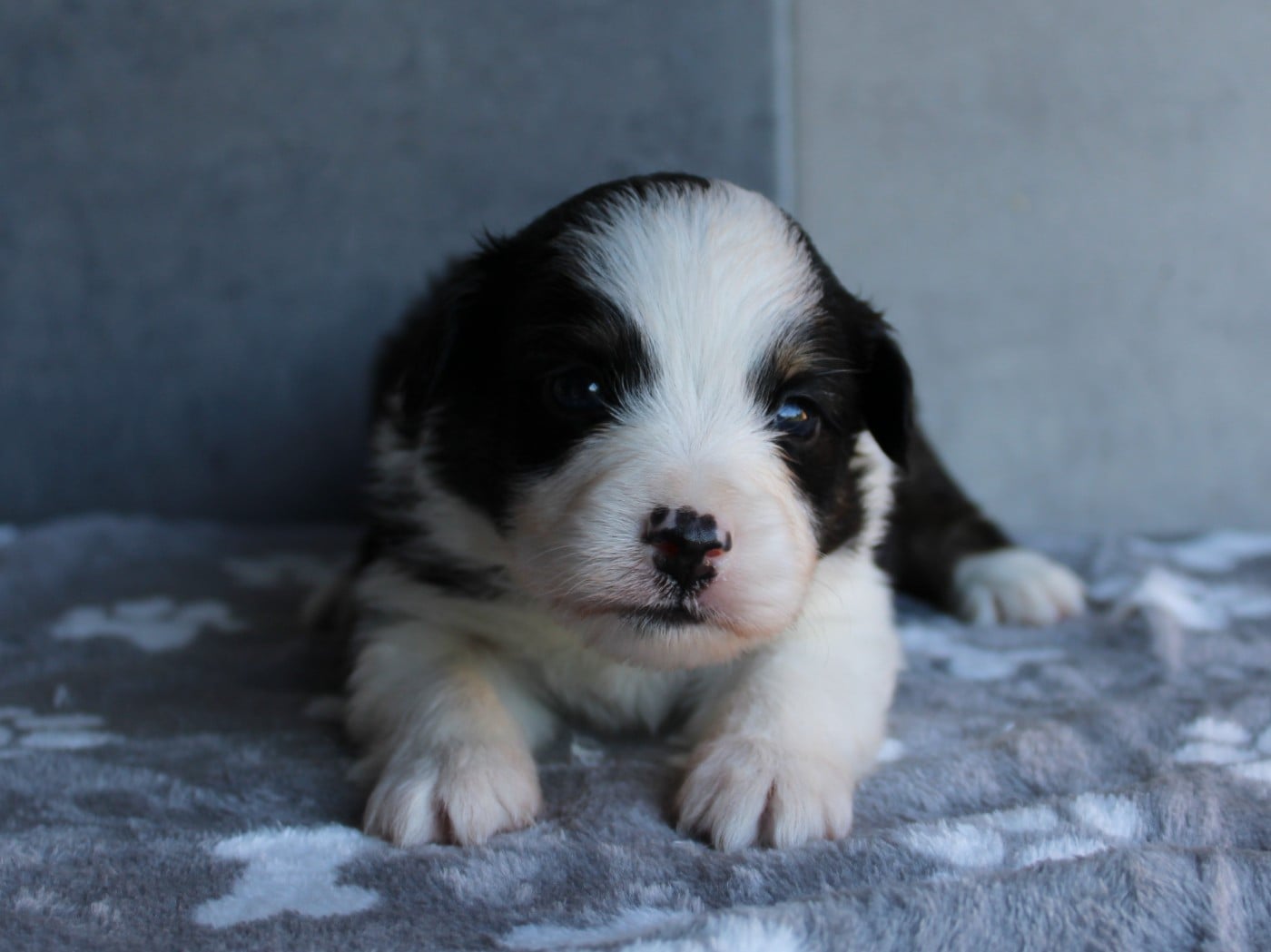 Chiot N°2