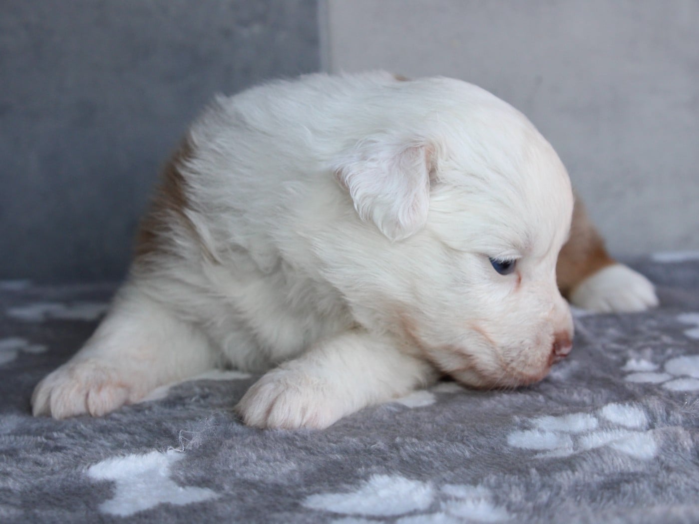 Chiot N°3