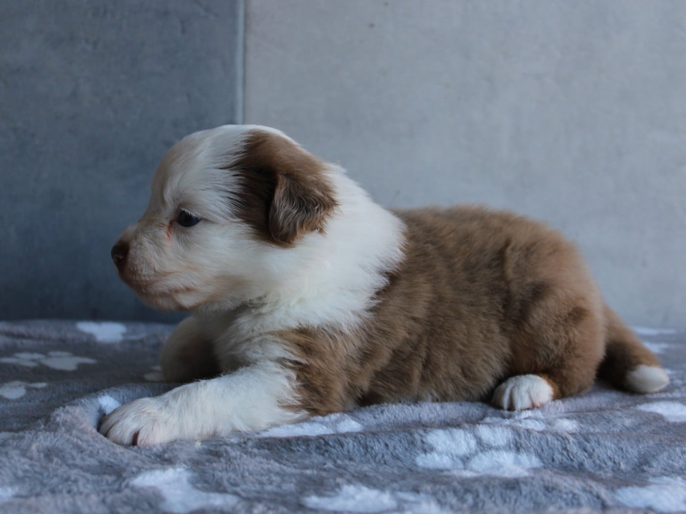 Chiot N°3
