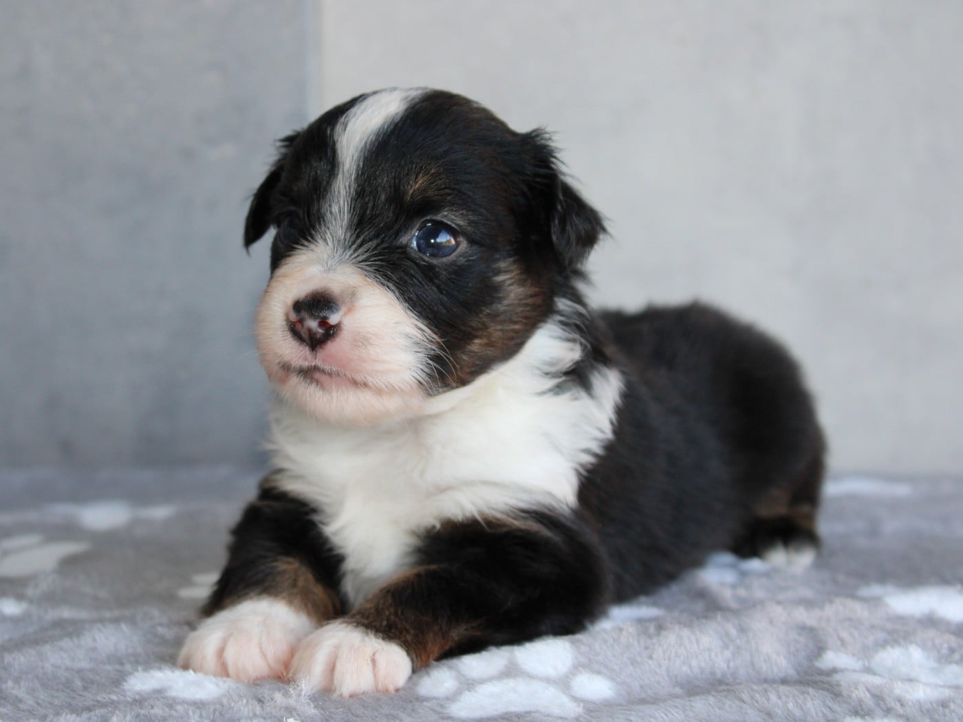 Chiot N°4