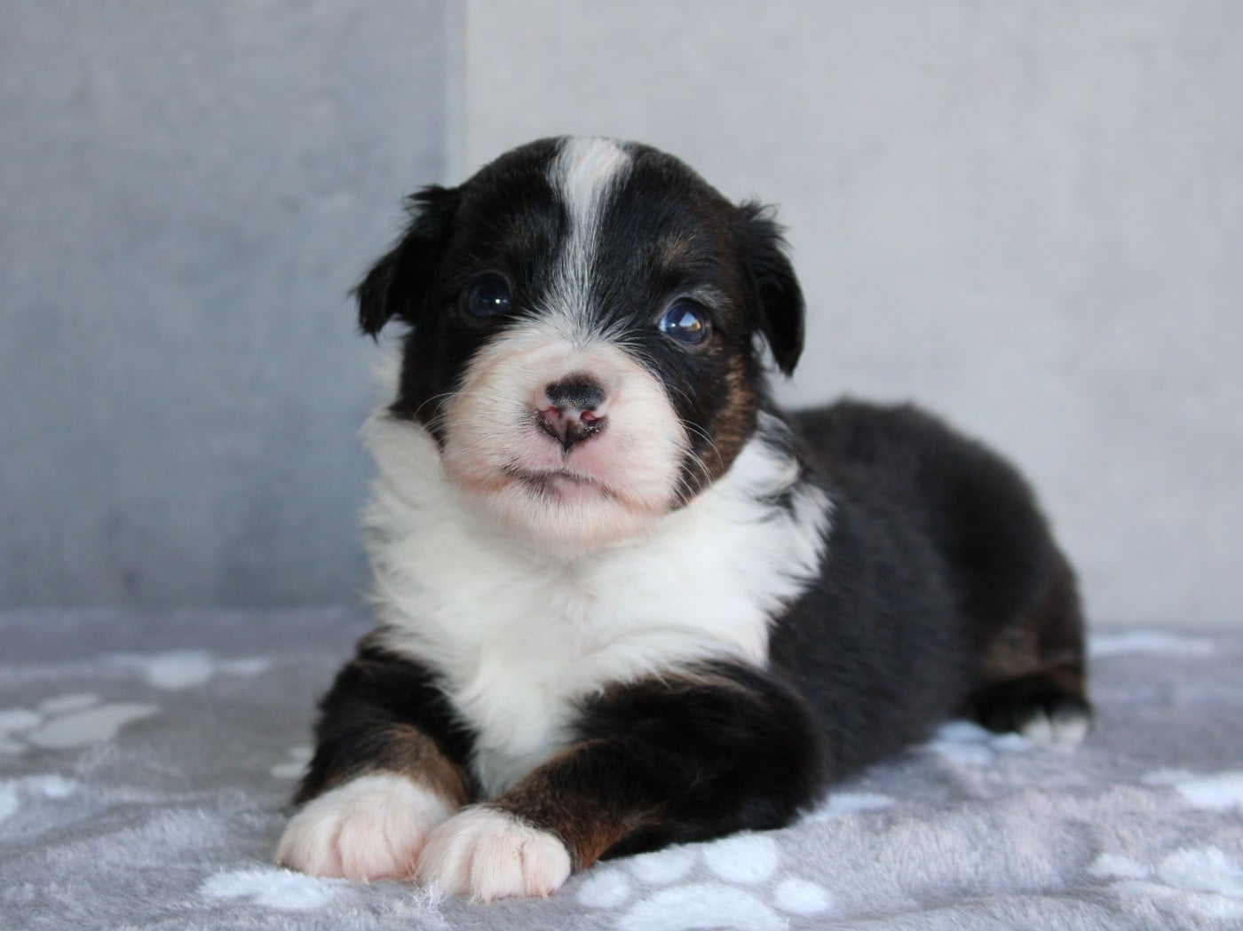 Chiot N°4