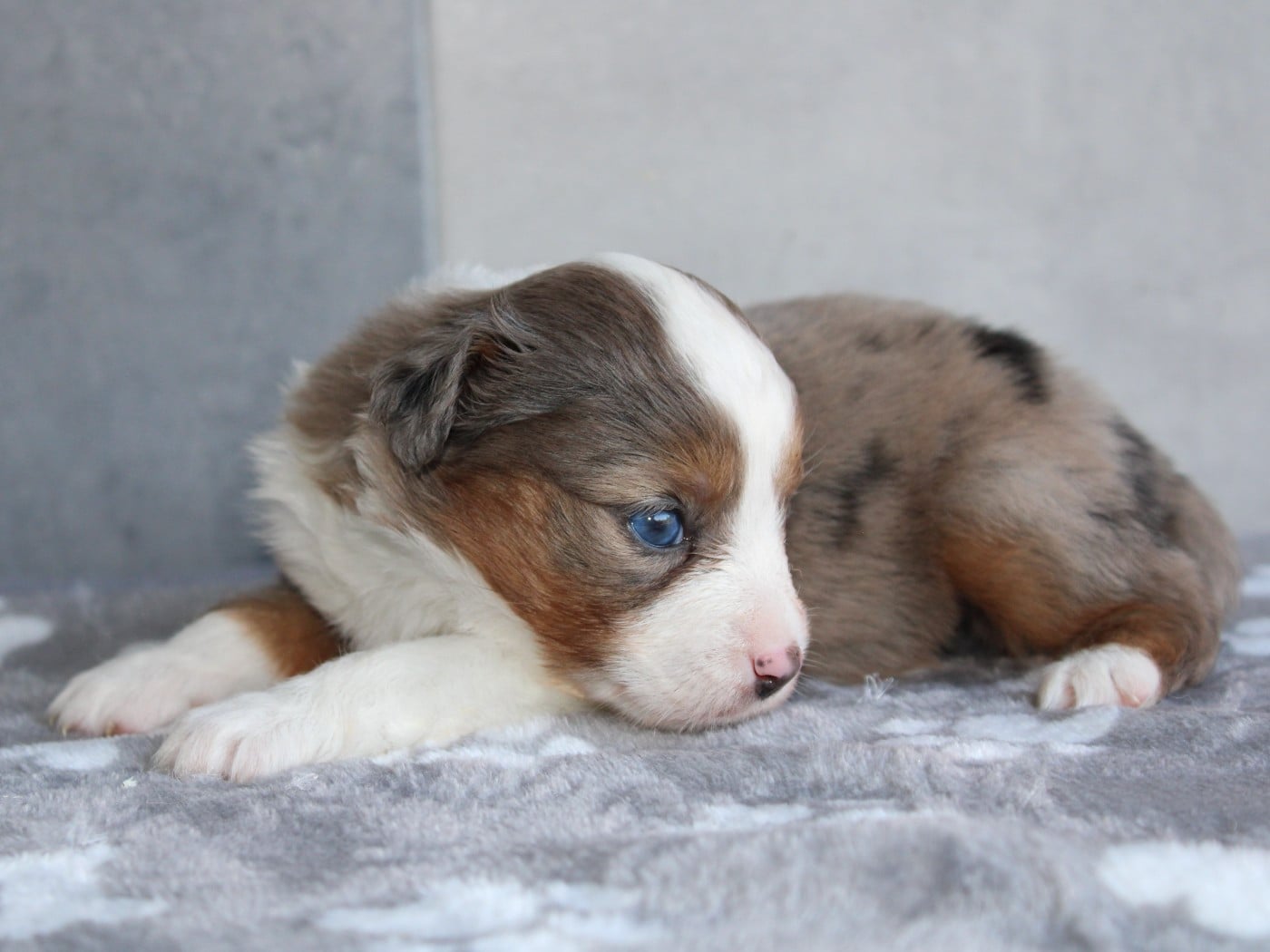 Chiot N°5