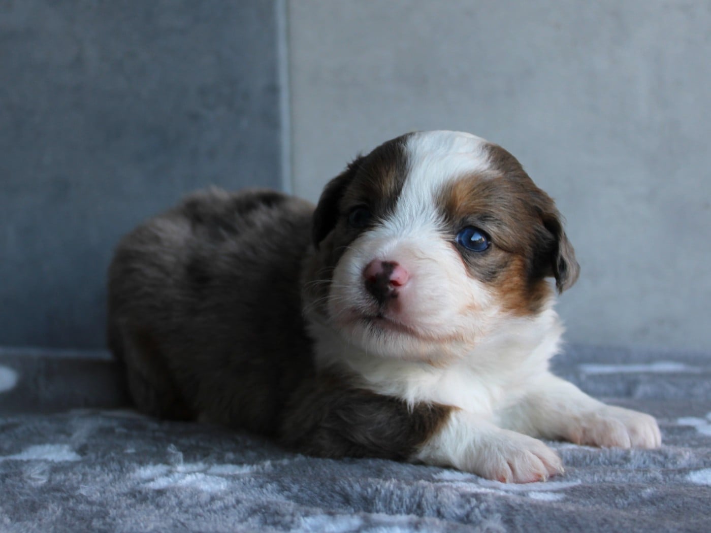 Chiot N°5