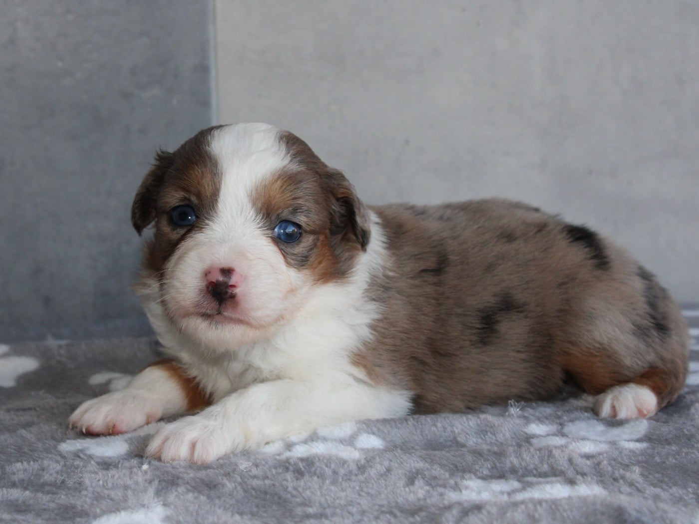 Chiot N°5