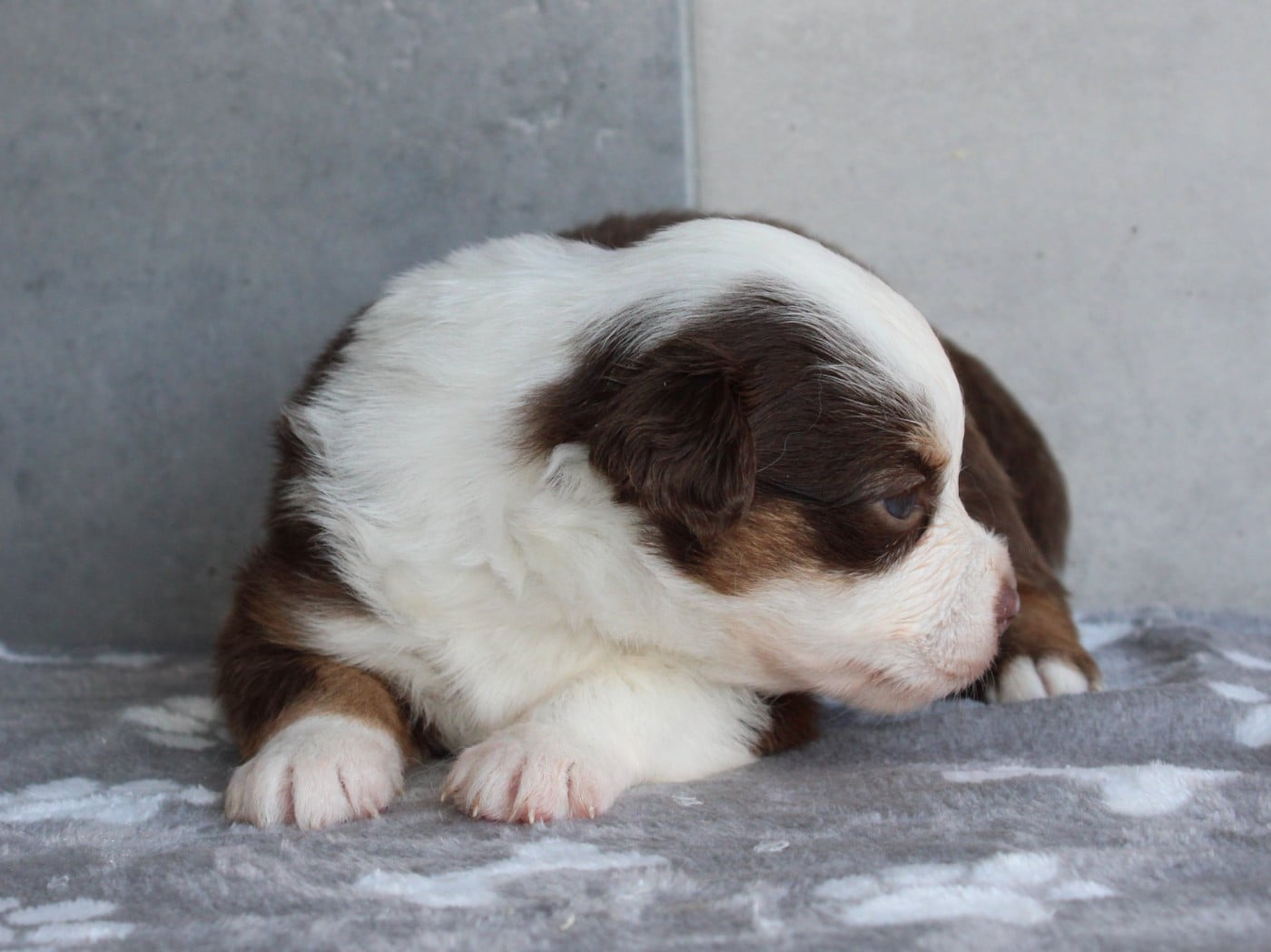 Chiot N°6