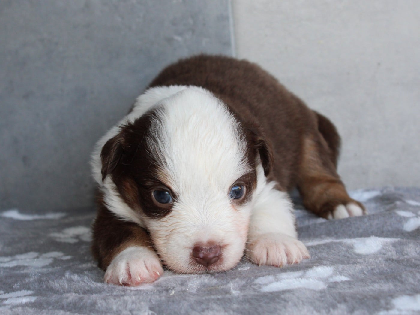 Chiot N°6