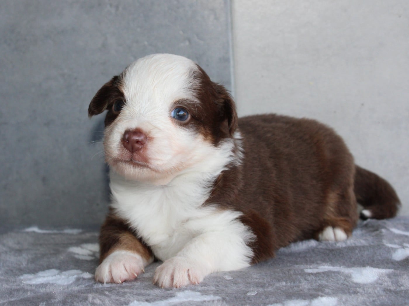 Chiot N°6