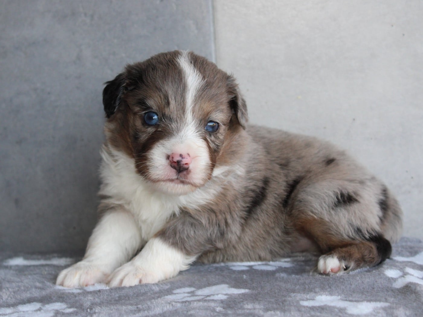 Chiot N°7