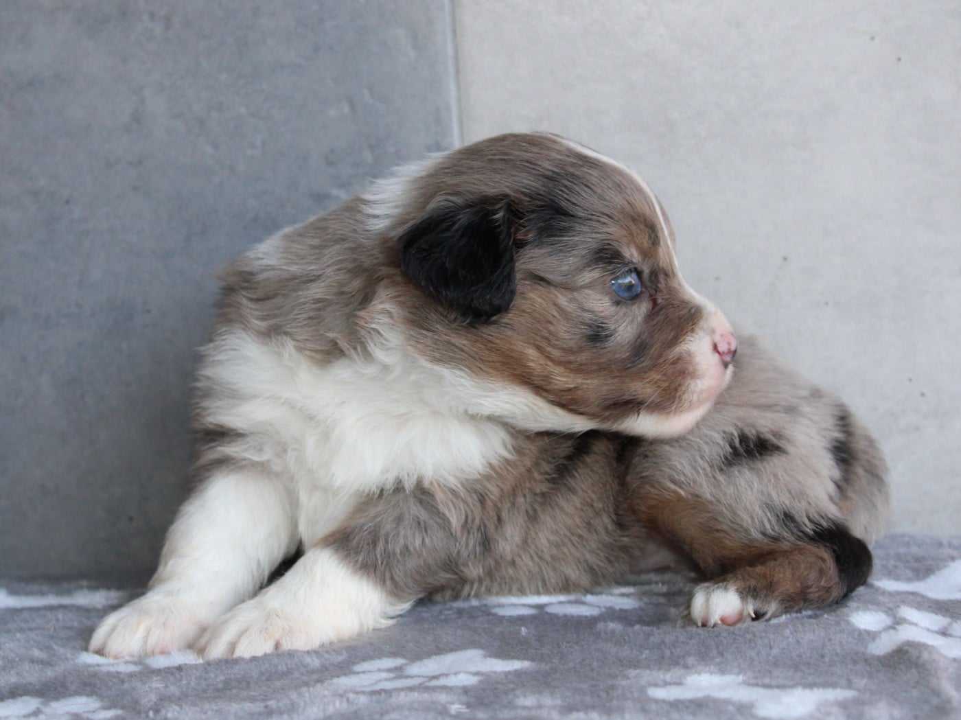 Chiot N°7