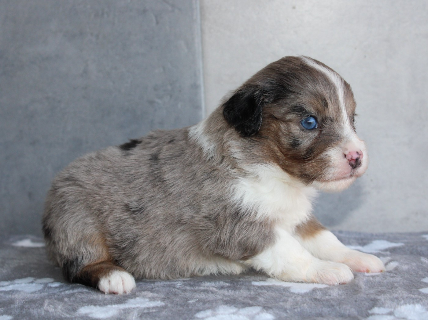 Chiot N°7