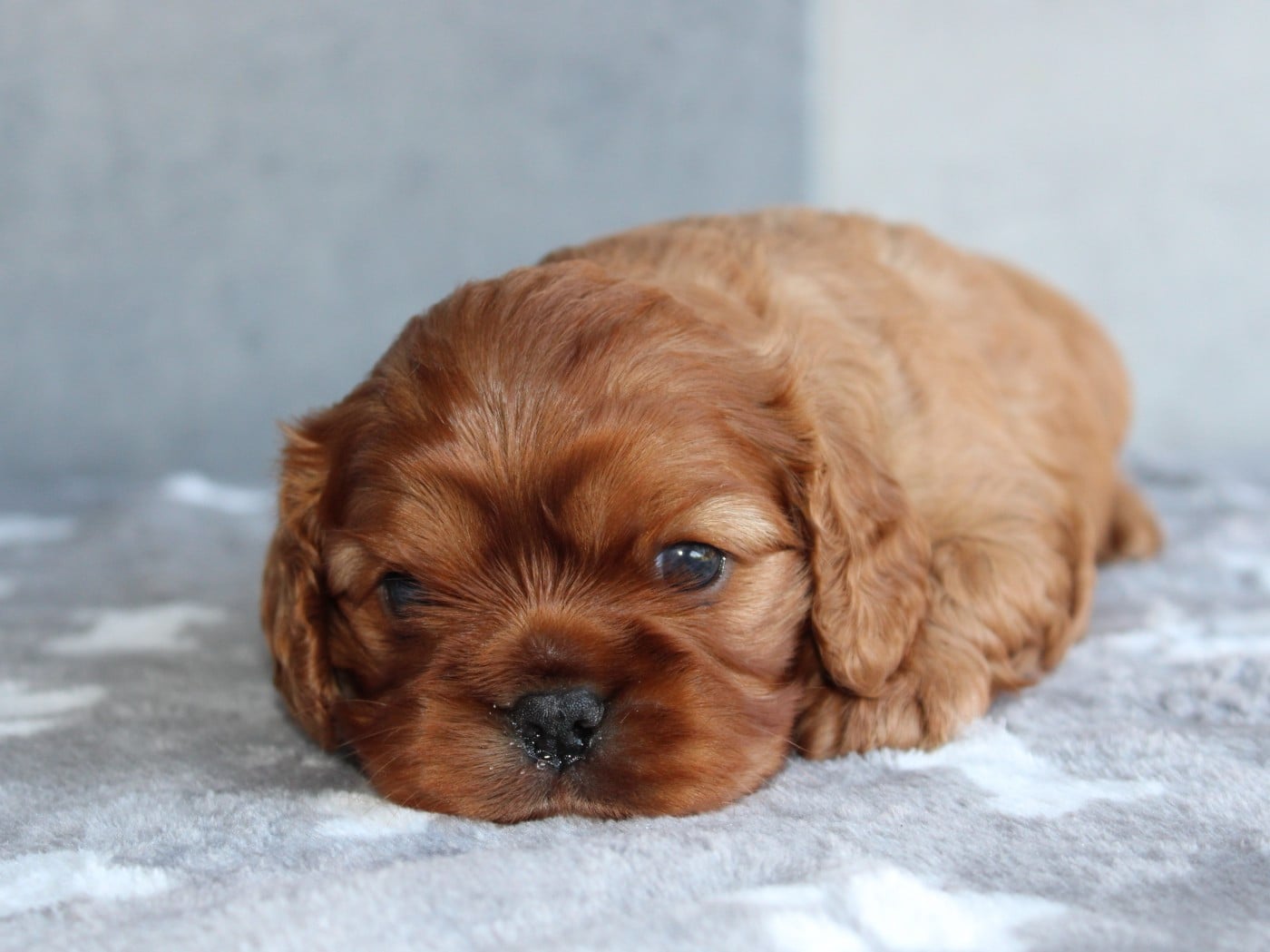 Cavalier King Charles Spaniel - du clos d'Arlequin