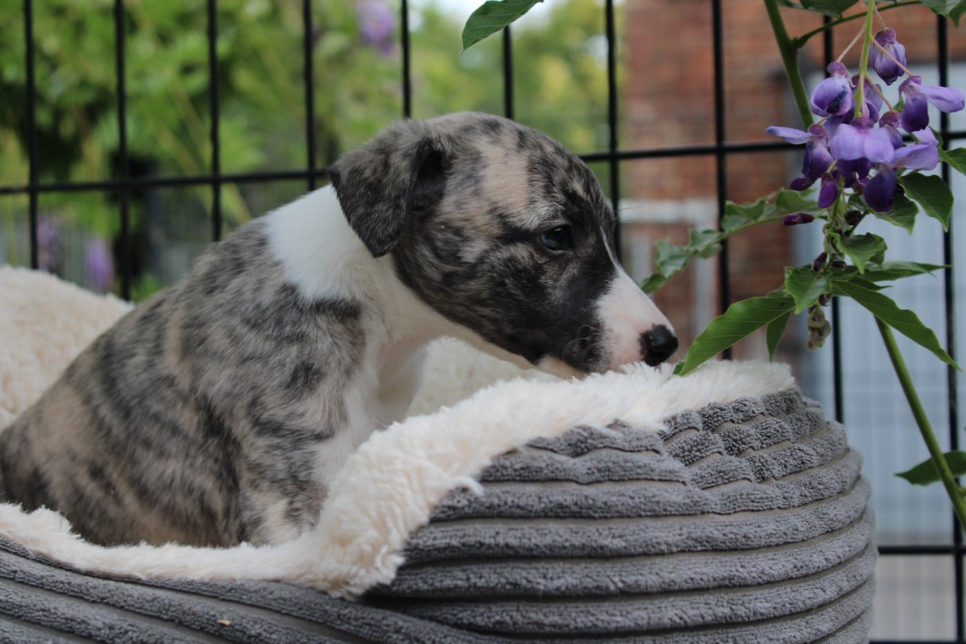 Whippet - du clos d'Arlequin