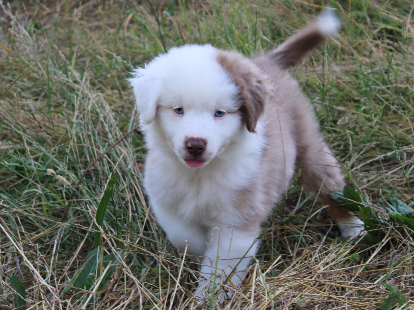 Chiot N°3