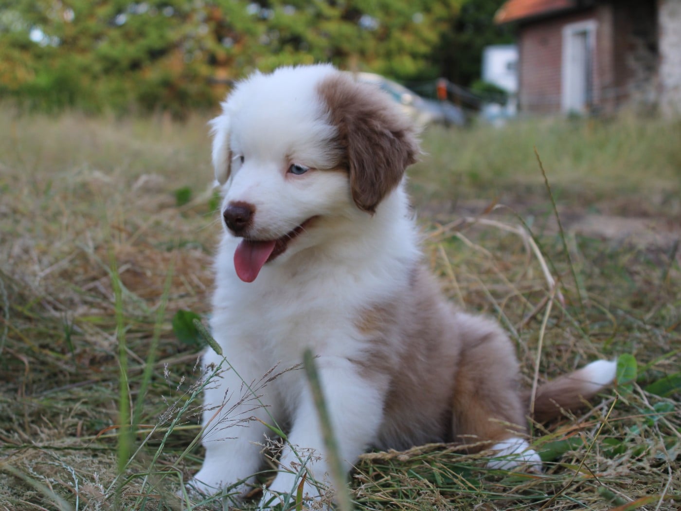 Chiot N°3