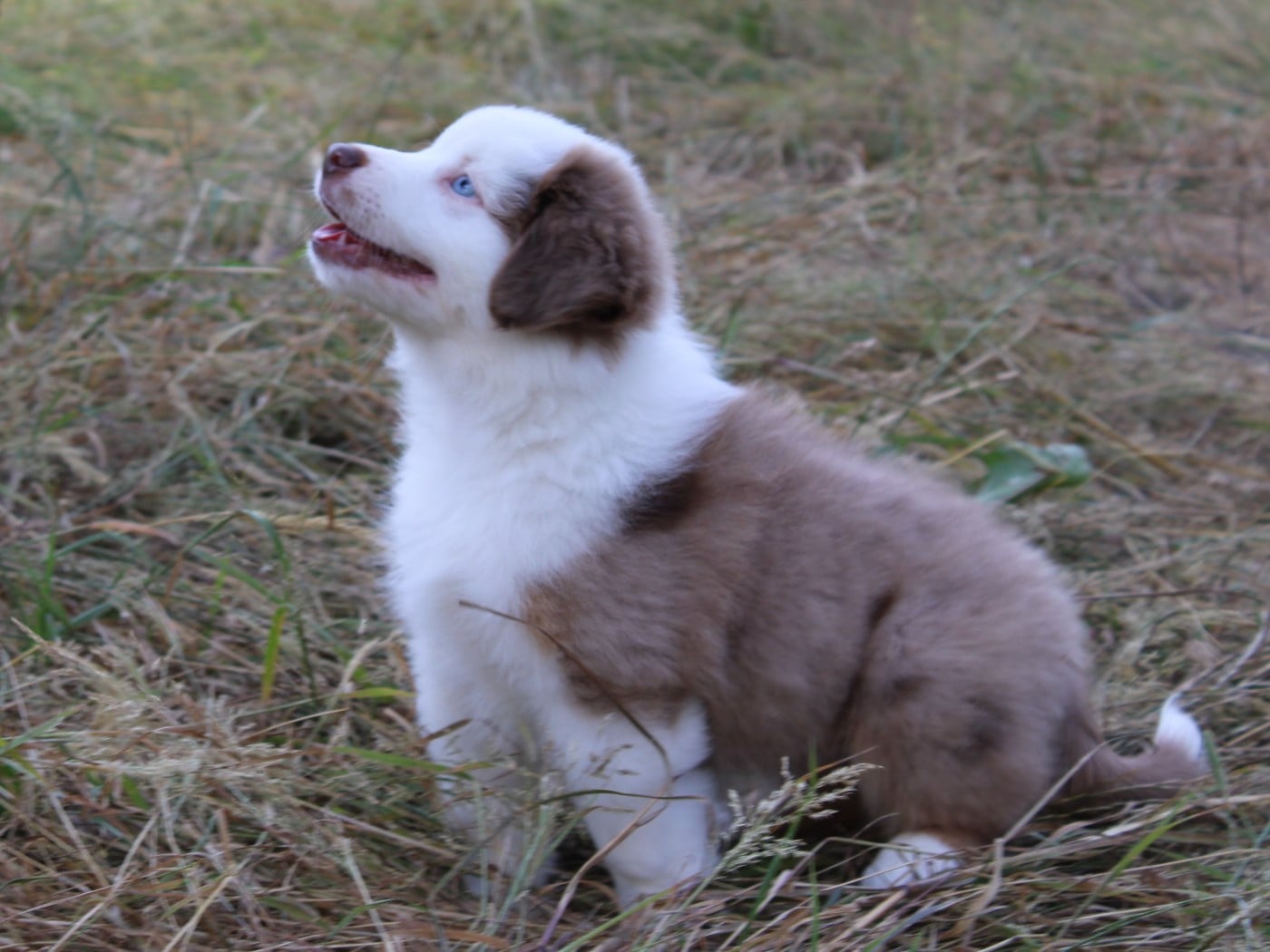 Chiot N°3