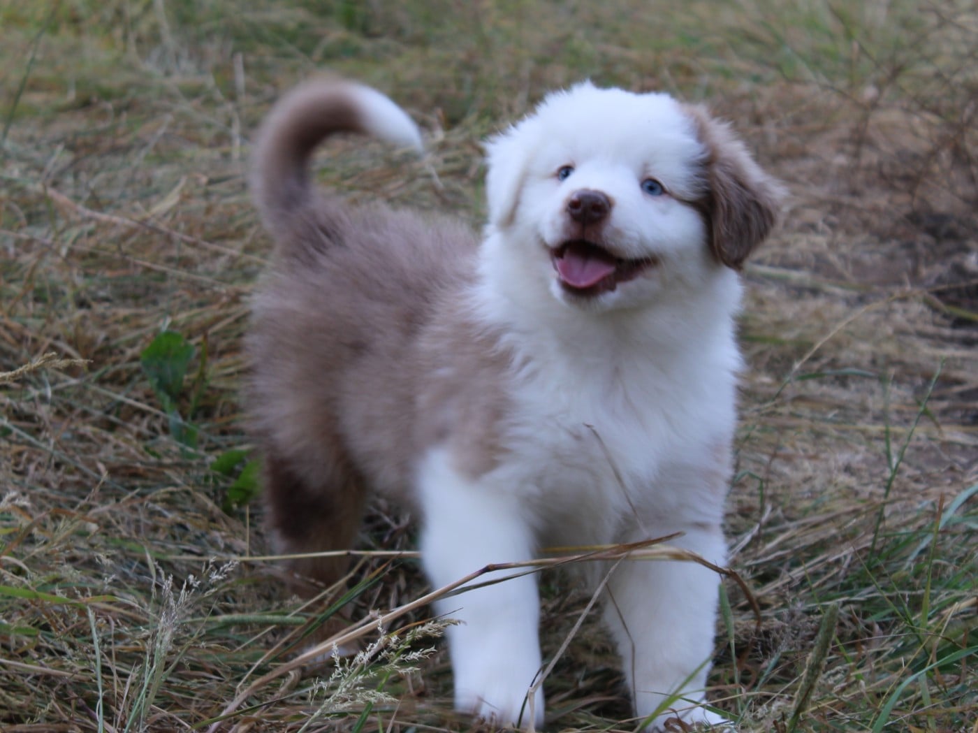 Chiot N°3