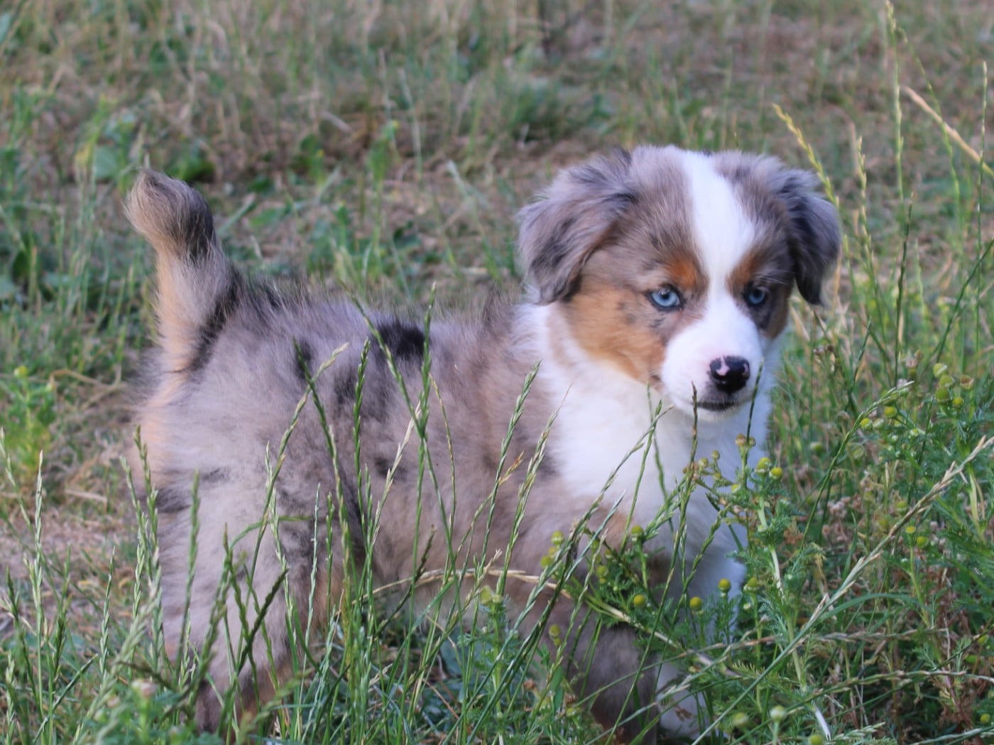 Chiot N°5