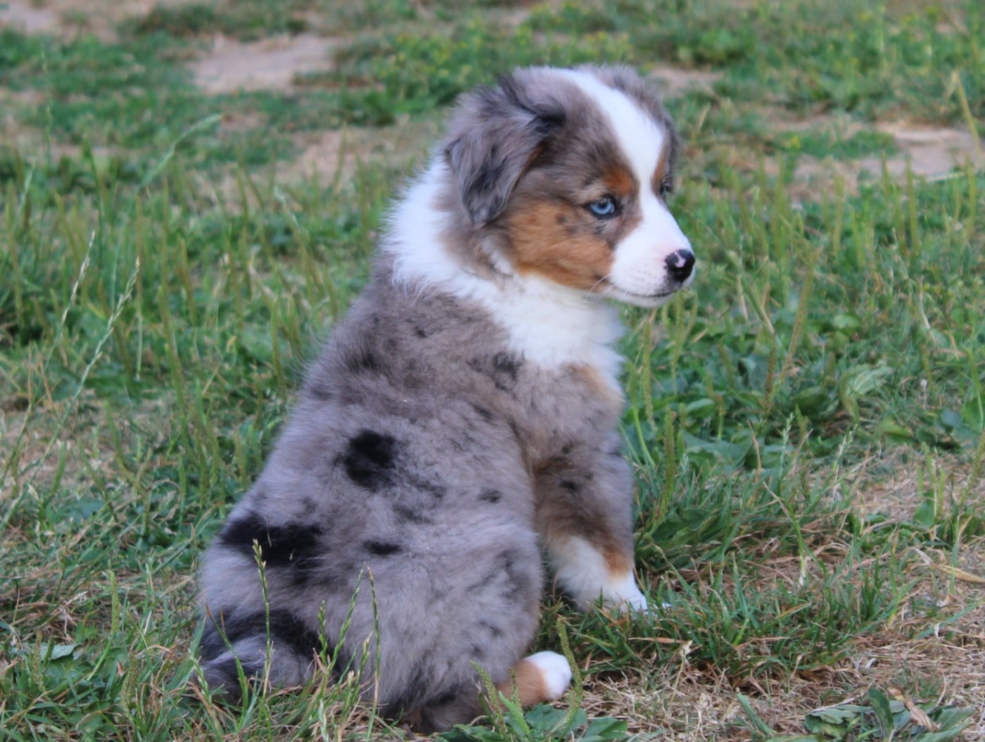 Chiot N°5