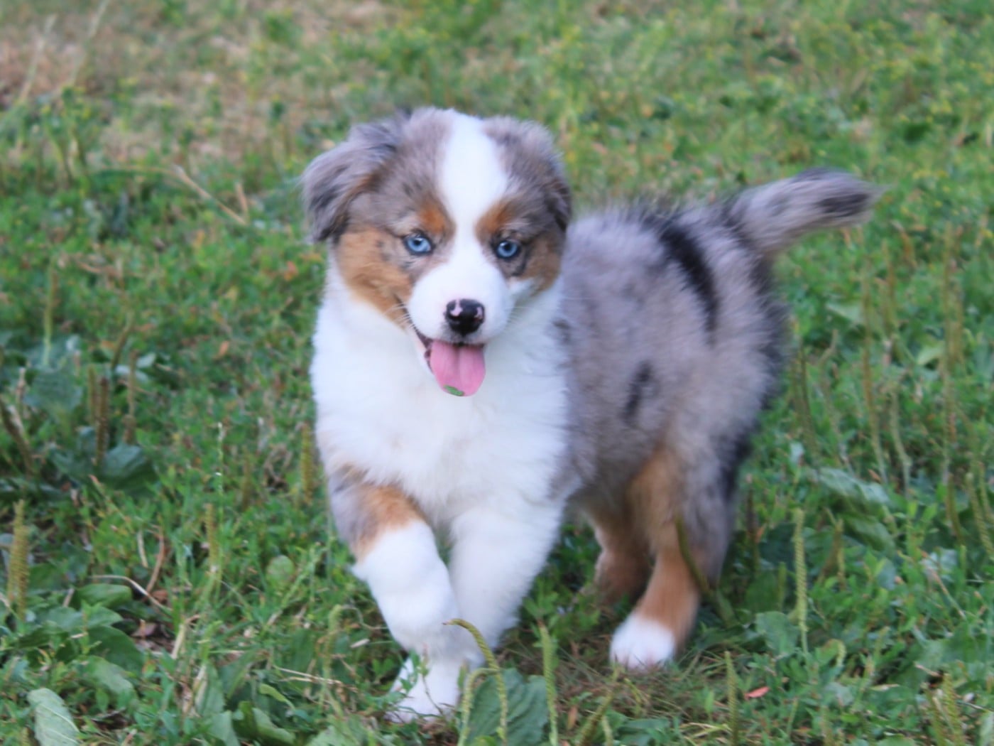 Chiot N°5