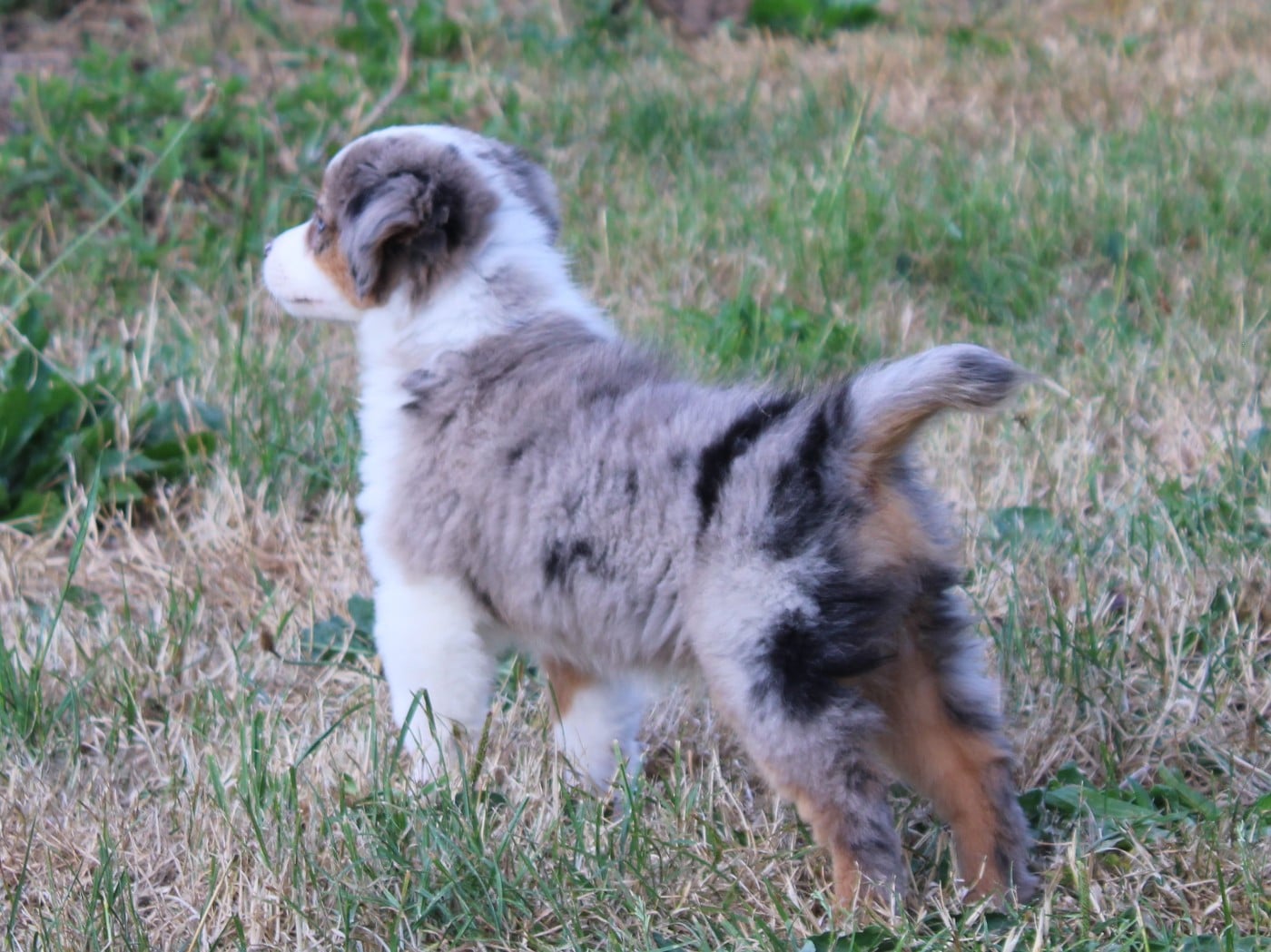 Chiot N°5