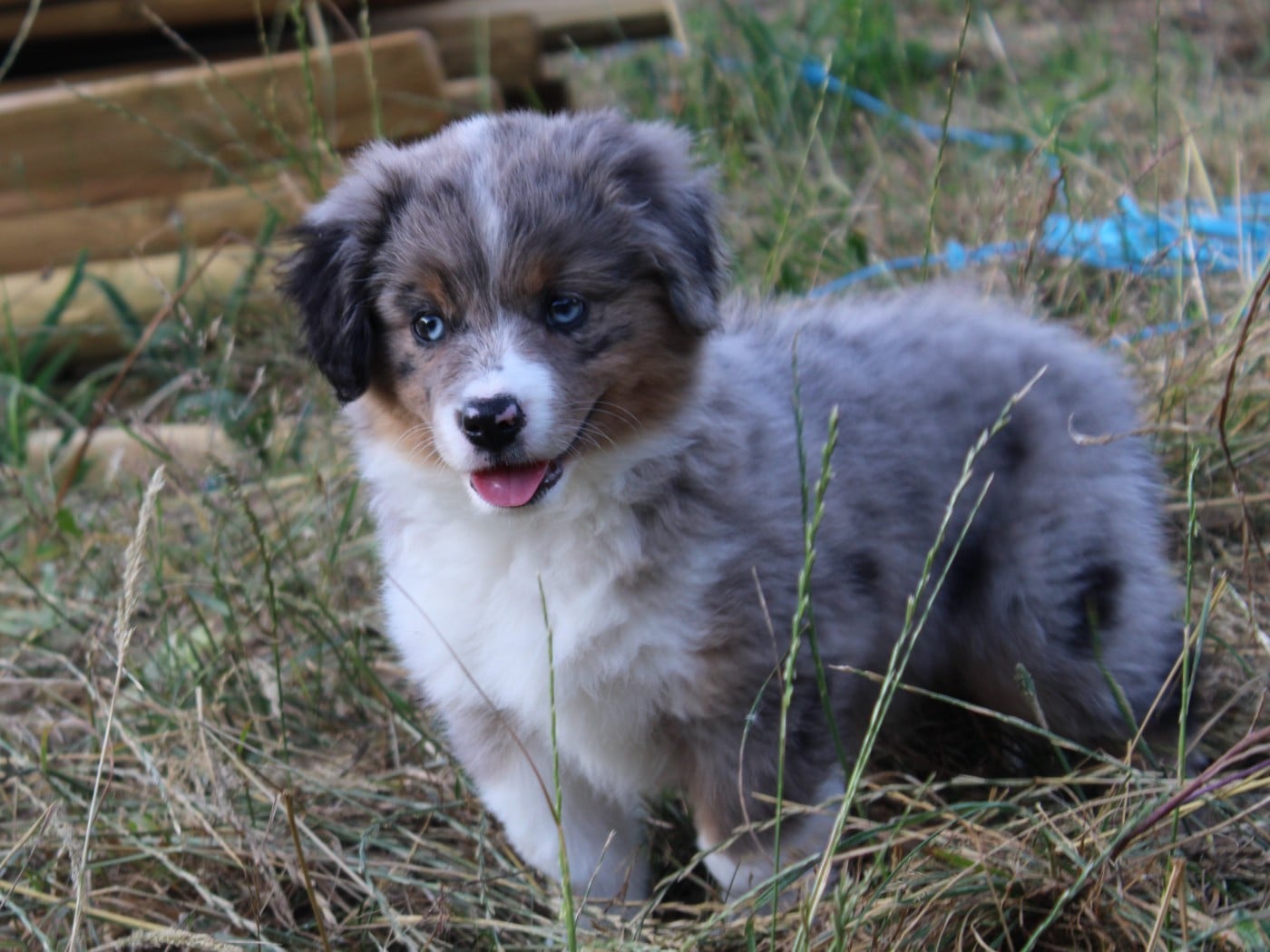 Chiot N°7