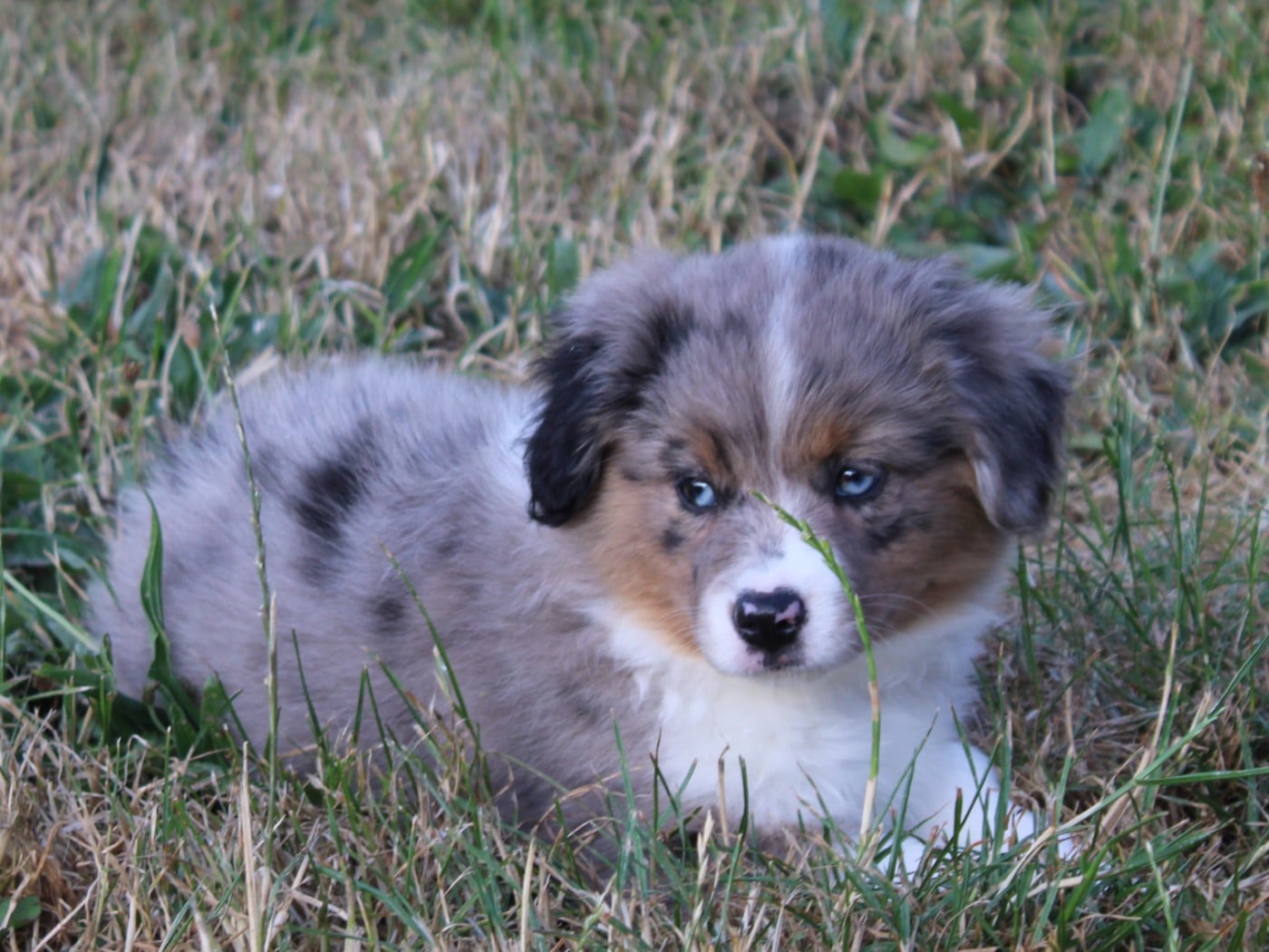 Chiot N°7