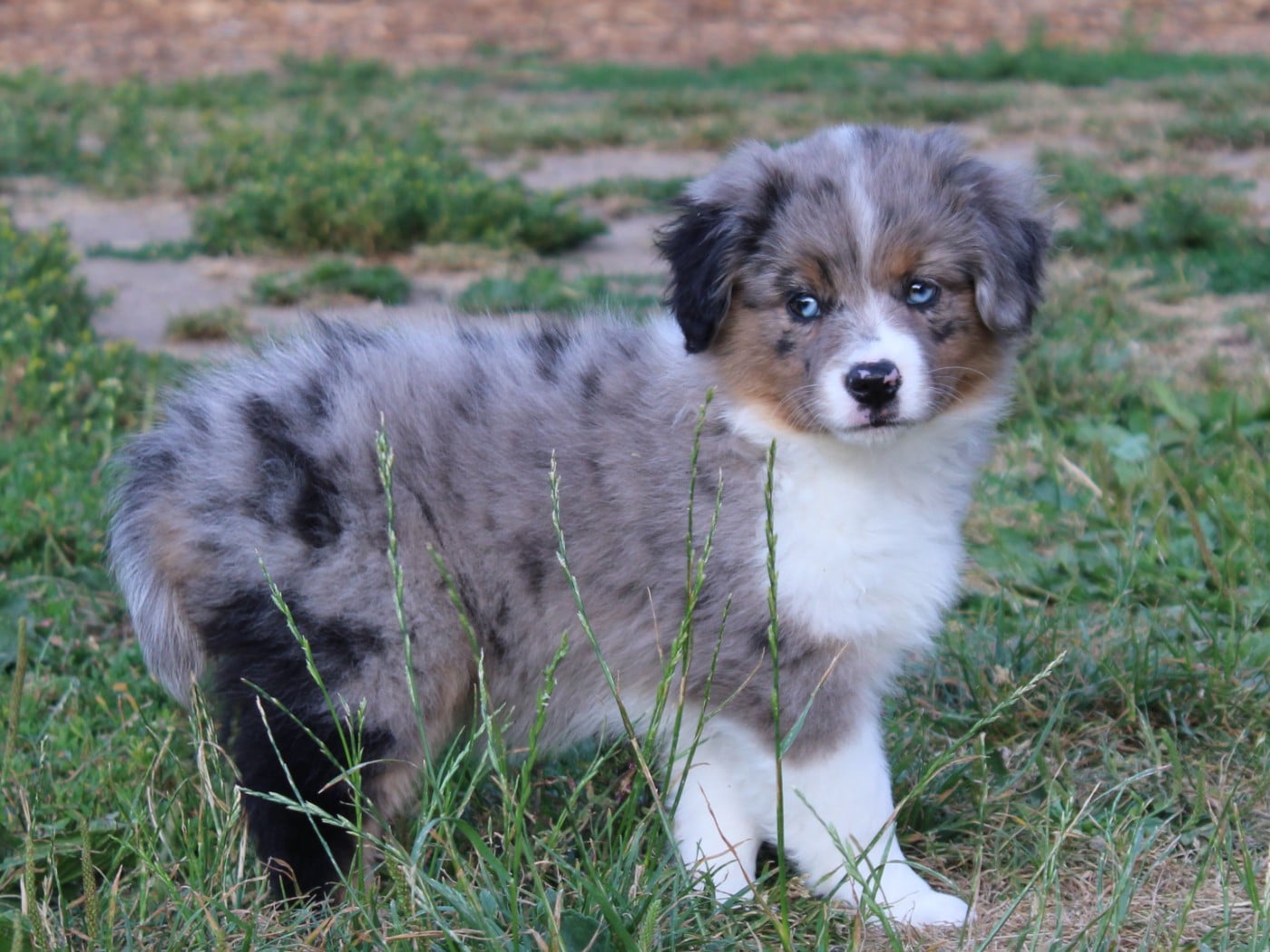 Chiot N°7