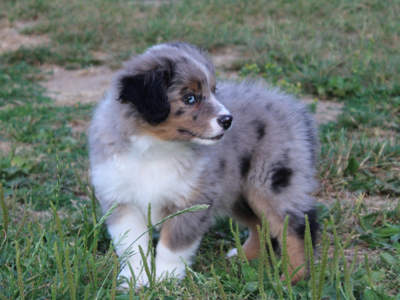 Chiot N°7