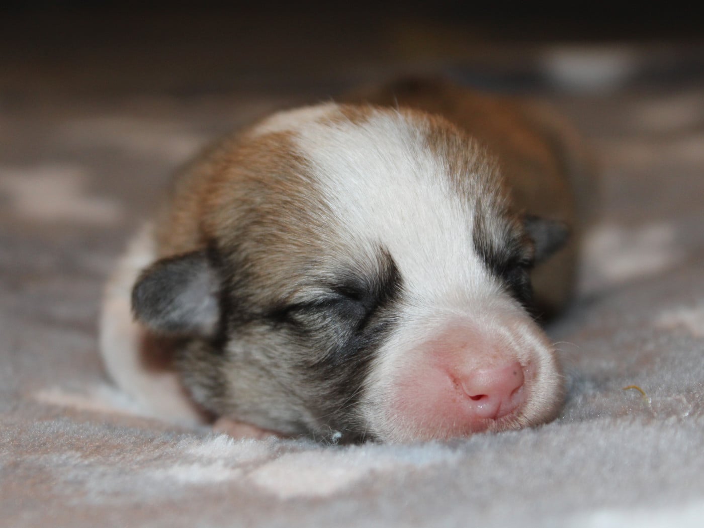 Welsh Corgi Pembroke - du clos d'Arlequin