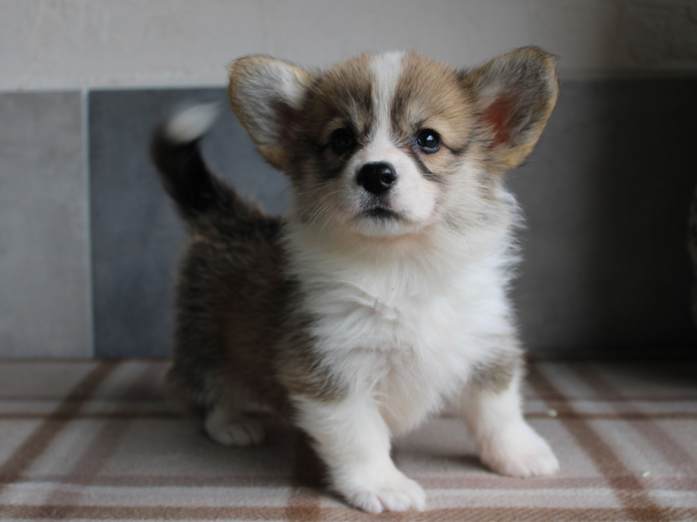 Welsh Corgi Pembroke - du clos d'Arlequin