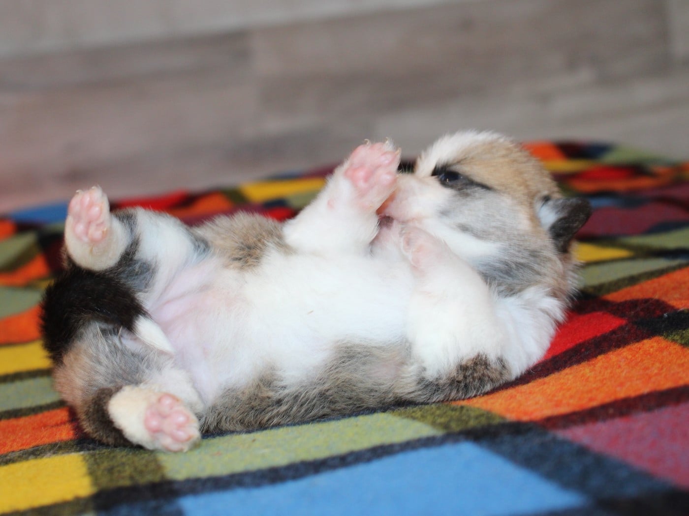 Chiot Welsh Corgi Pembroke