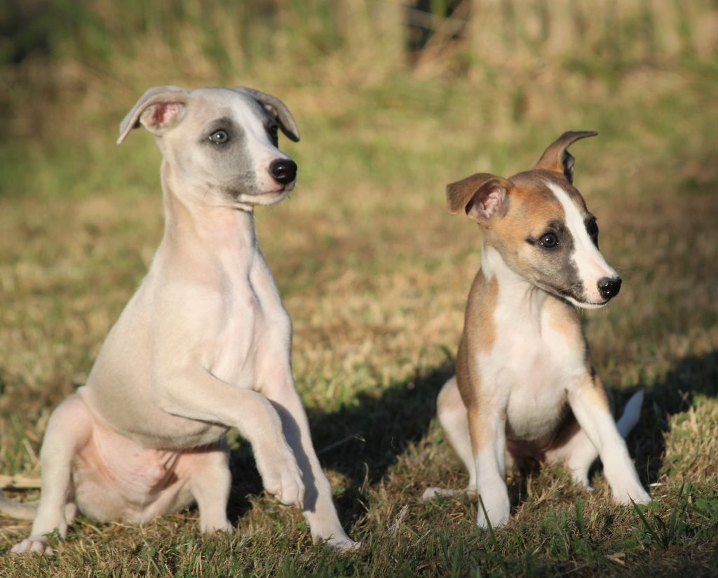 Chiot Elevage du clos d'Arlequin eleveur de chiens Whippet
