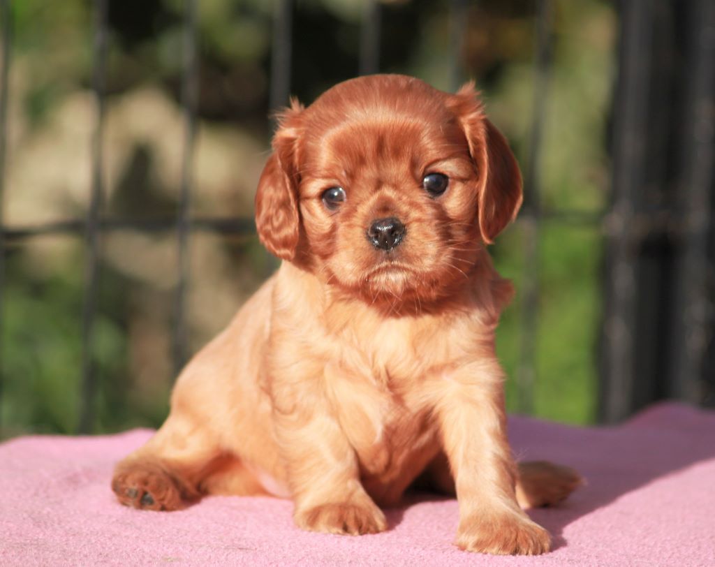 Chiot Cavalier King Charles Spaniel, femelle disponible en