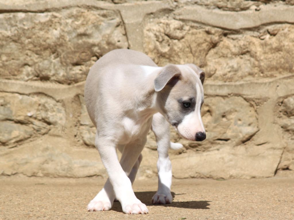 Chiot Elevage du clos d'Arlequin eleveur de chiens Whippet