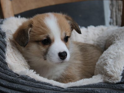 Les chiots de Welsh Corgi Pembroke