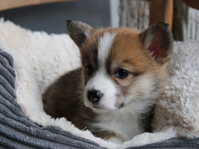 Les chiots de Welsh Corgi Pembroke