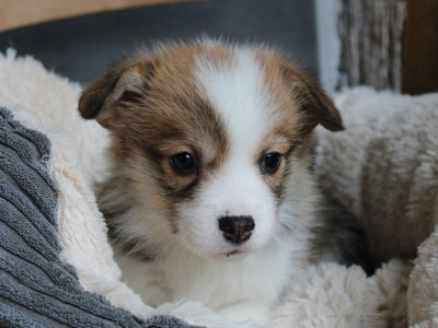 Les chiots de Welsh Corgi Pembroke