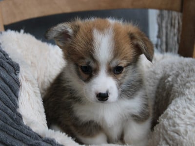 Les chiots de Welsh Corgi Pembroke