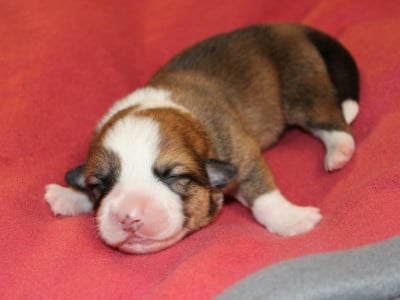 Les chiots de Welsh Corgi Pembroke