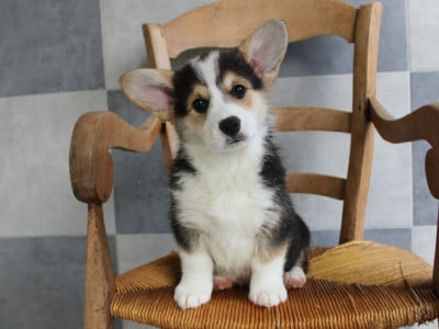 Les chiots de Welsh Corgi Pembroke