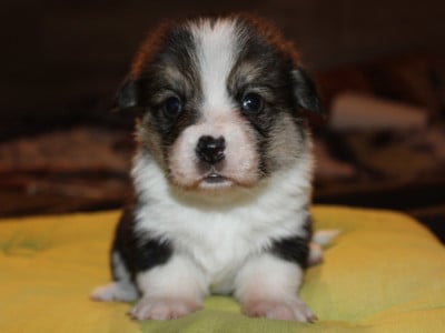 Les chiots de Welsh Corgi Pembroke