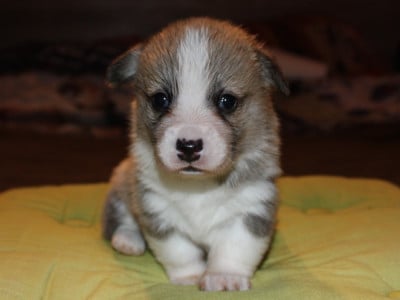 Les chiots de Welsh Corgi Pembroke