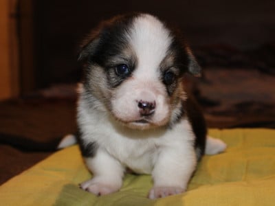 Les chiots de Welsh Corgi Pembroke