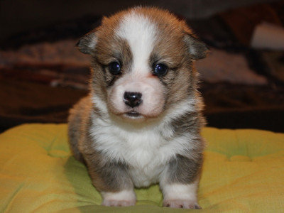 Les chiots de Welsh Corgi Pembroke