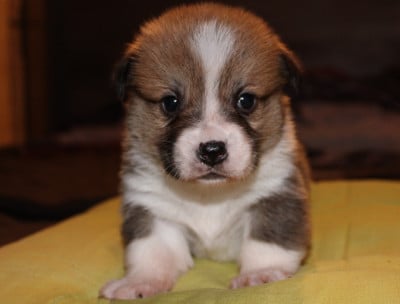 Les chiots de Welsh Corgi Pembroke