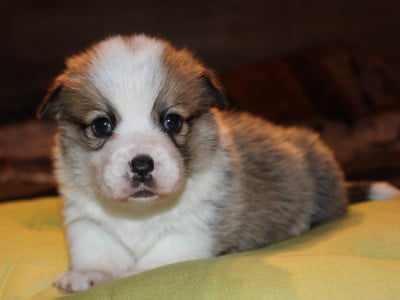 Les chiots de Welsh Corgi Pembroke
