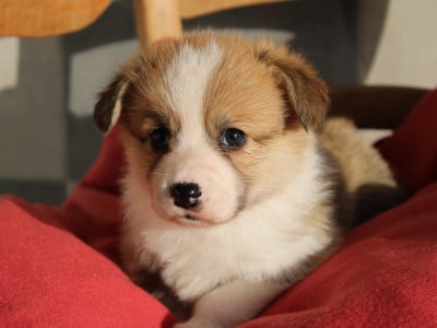 Les chiots de Welsh Corgi Pembroke