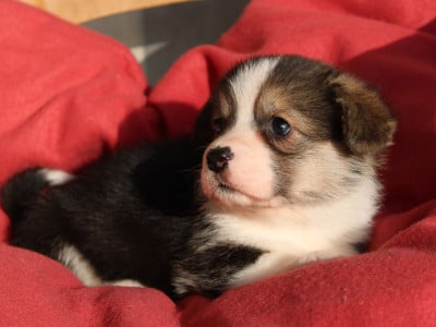 Les chiots de Welsh Corgi Pembroke