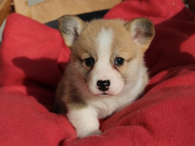 Les chiots de Welsh Corgi Pembroke