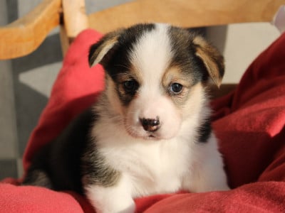 Les chiots de Welsh Corgi Pembroke